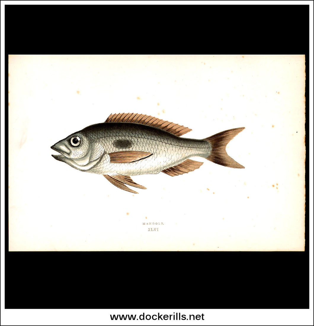 Mendole . Antique Print, Chromoxylograph 1877. Johnathan Couch.