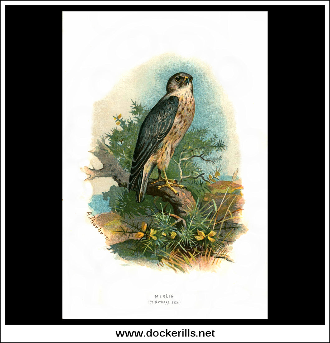 Merlin. Antique Print, Chromolithograph c. 1890. A. Thorburn Bird Print.