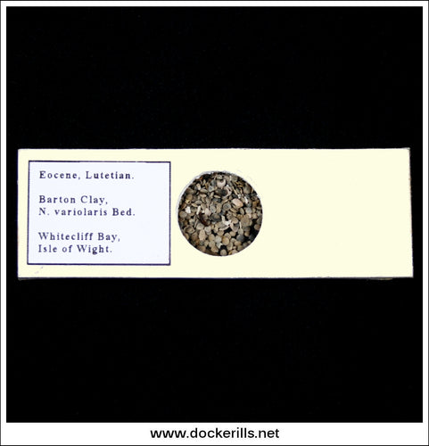 Microfossil Sample Slide - Eocene, Lutetian, Barton Clay, Isle Of Wight, England. Fossil Forms, Nummulites.