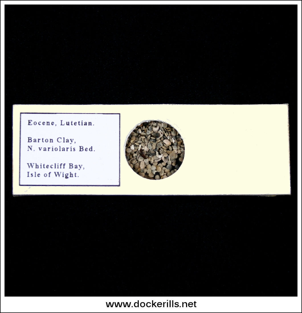 Microfossil Sample Slide - Eocene, Lutetian, Barton Clay, Isle Of Wight, England. Fossil Forms, Nummulites.