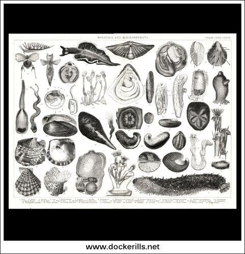 Mollusca & Echinodermata. Antique Print, Lithograph c. 1880.