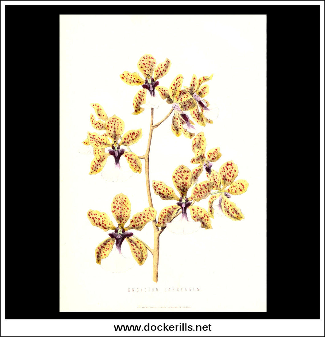 Oncidium Lancreanum Orchid. Antique Print, Chromolithograph c. 1870's.