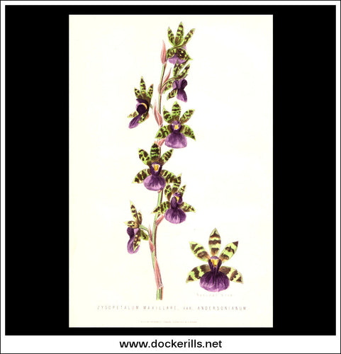 Zygopetalum Maxillare Orchid. Antique Print, Chromolithograph c. 1870's.