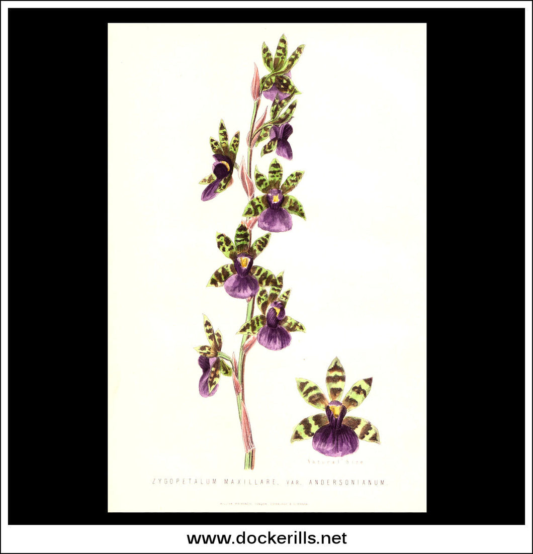 Zygopetalum Maxillare Orchid. Antique Print, Chromolithograph c. 1870's.