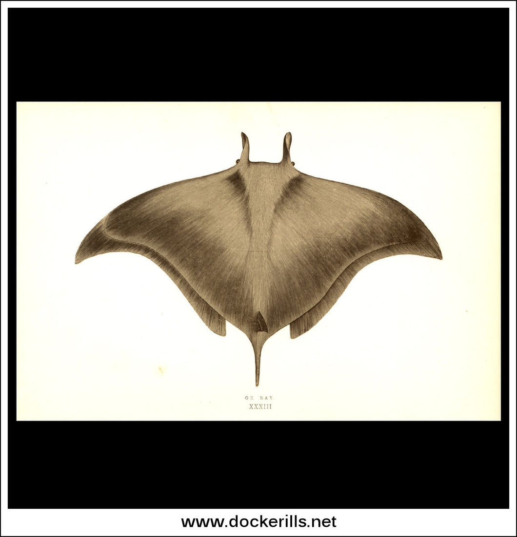 Ox Ray. Antique Print, Chromoxylograph 1877. Johnathan Couch.