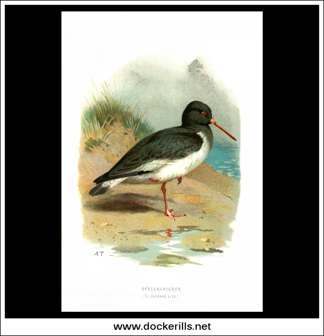 The Oystercatcher. Antique Print, Chromolithograph c. 1890. A. Thorburn Bird Print.