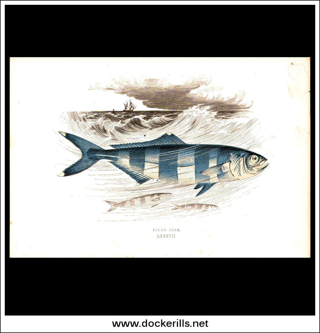 Pilot Fish. Antique Print, Chromoxylograph 1877. Johnathan Couch.