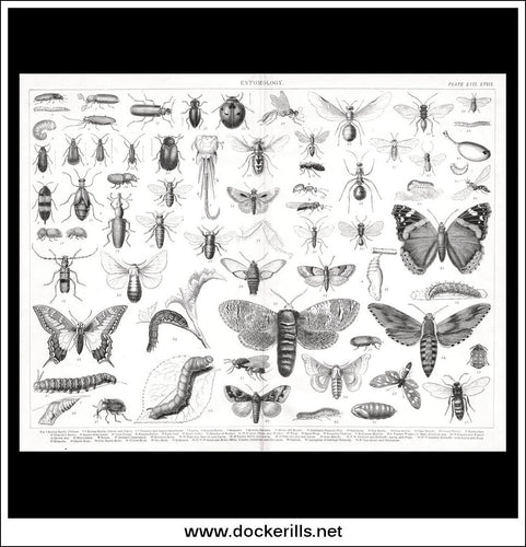 Entomology LVIII. Antique Print, Lithograph c. 1880.