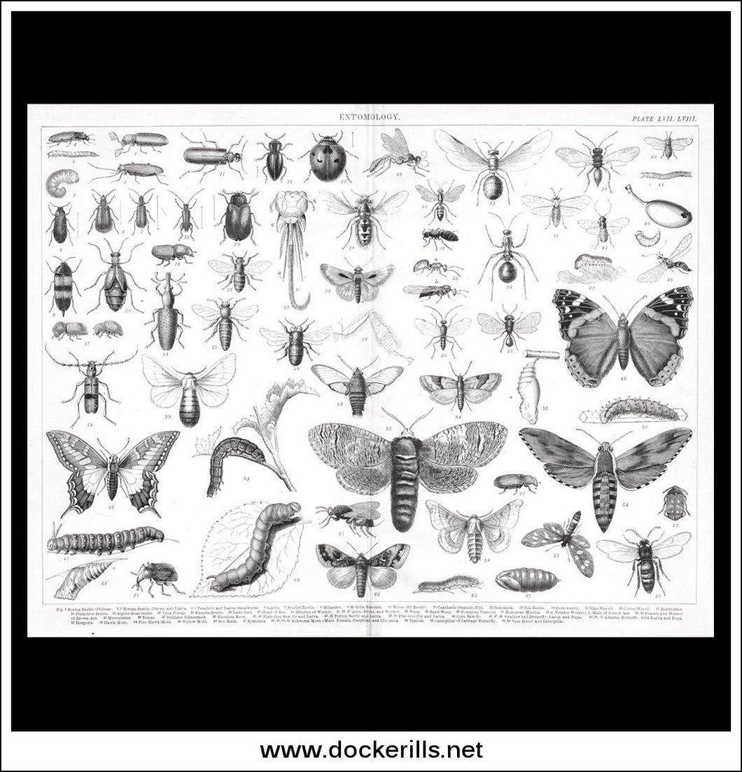 Entomology LVIII. Antique Print, Lithograph c. 1880.