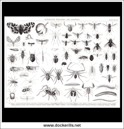 Entomology, Myriapoda And Arachnida. Antique Print, Lithograph c. 1880.
