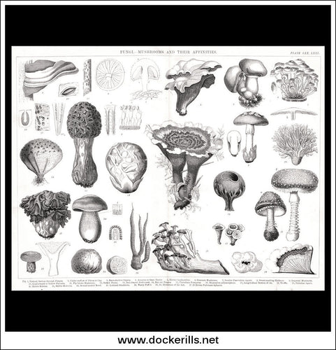 Fungi, Mushrooms And Their Affinities. Antique Print, Lithograph c. 1880.