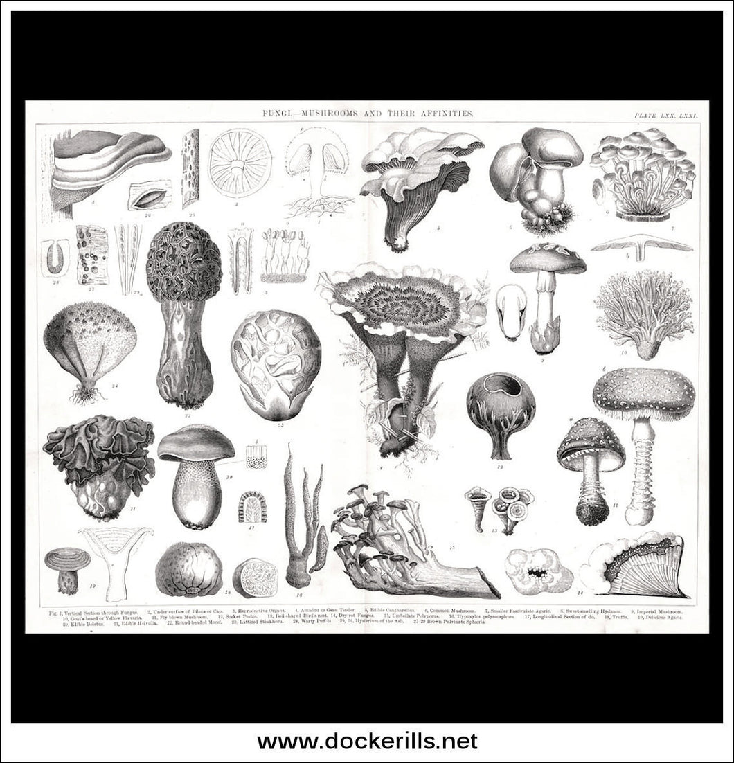 Fungi, Mushrooms And Their Affinities. Antique Print, Lithograph c. 1880.