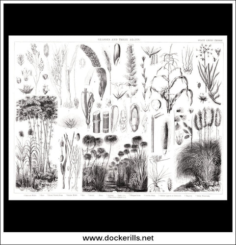 Grasses And Their Allies. Antique Print, Lithograph c. 1880.