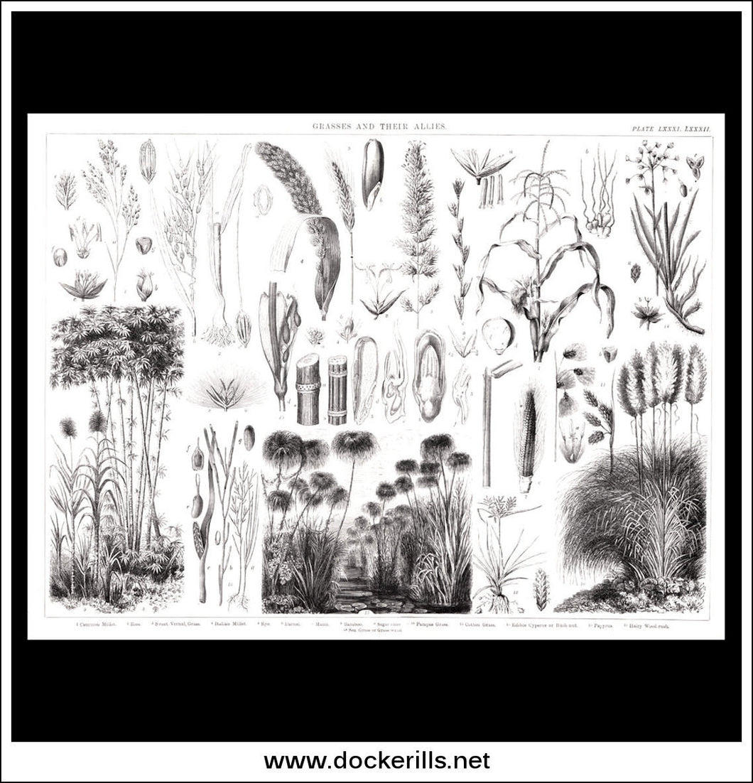 Grasses And Their Allies. Antique Print, Lithograph c. 1880.