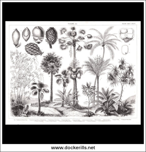 Palms & c. Antique Print, Lithograph c. 1880.