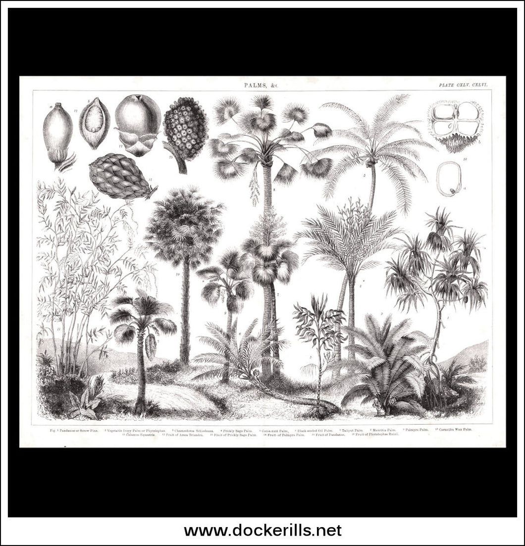 Palms & c. Antique Print, Lithograph c. 1880.