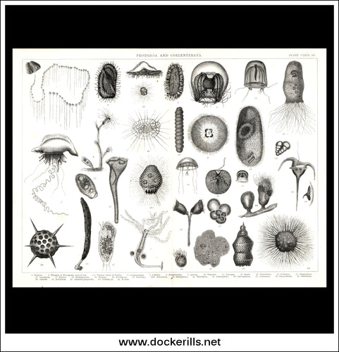 Protista & Coelenterata. Antique Print, Lithograph c. 1880.