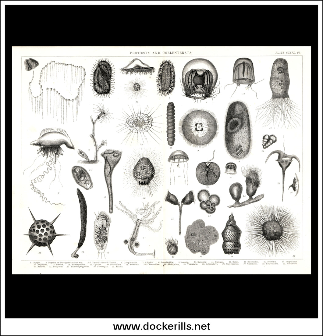 Protista & Coelenterata. Antique Print, Lithograph c. 1880.