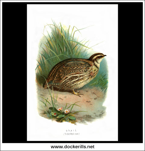 The Quail. Antique Print, Chromolithograph c. 1890. A. Thorburn Bird Print.