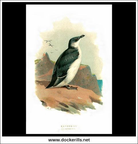 The Razorbill. Antique Print, Chromolithograph c. 1870's. A. Thorburn Bird Print.