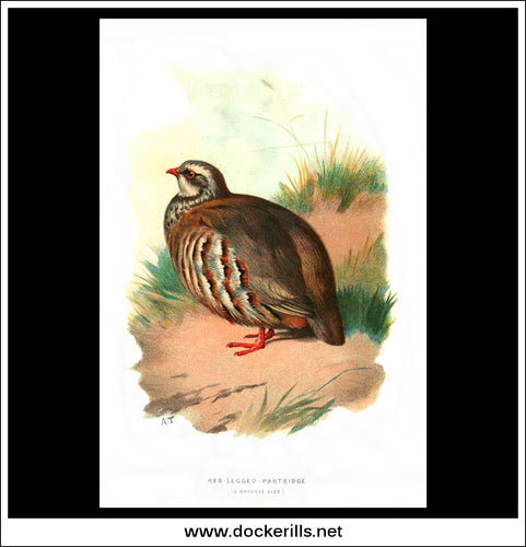 The Red-Legged Partridge. Antique Print, Chromolithograph c. 1890. A. Thorburn Bird Print.