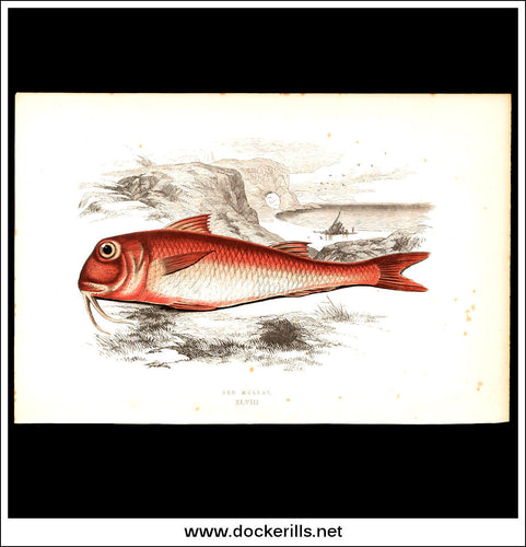 Red Mullet. Antique Print, Chromoxylograph 1877. Johnathan Couch.