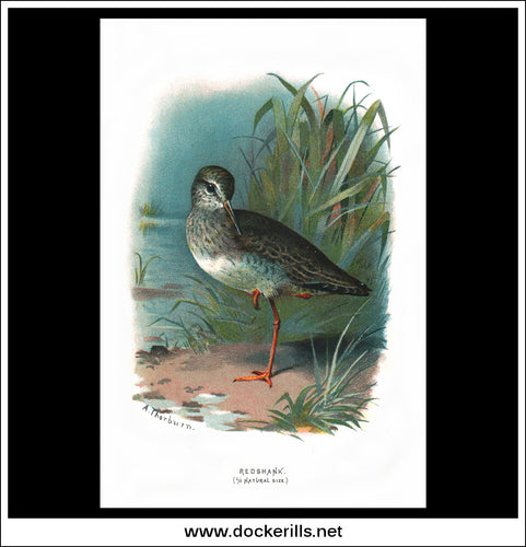 Redshank. Antique Print, Chromolithograph c. 1890. A. Thorburn Bird Print.