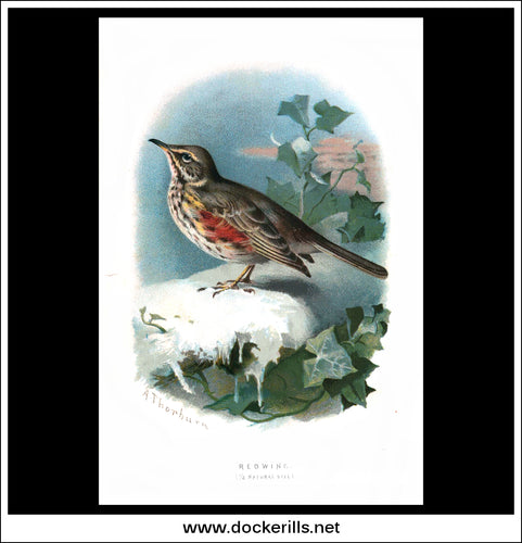 The Redwing. Antique Print, Chromolithograph c. 1890. A. Thorburn Bird Print.