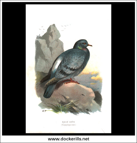 The Rock Dove. Antique Print, Chromolithograph c. 1890. A. Thorburn Bird Print.