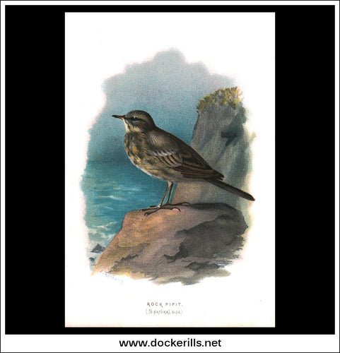 Rock Pipit. Antique Print, Chromolithograph c. 1890. A. Thorburn Bird Print.