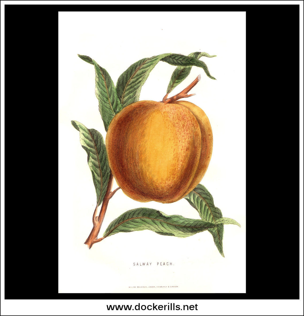 Salway Peach. Antique Print, Chromolithograph c. 1870's.