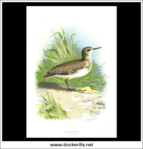 The Sandpiper. Antique Print, Chromolithograph c. 1890. A. Thorburn Bird Print.