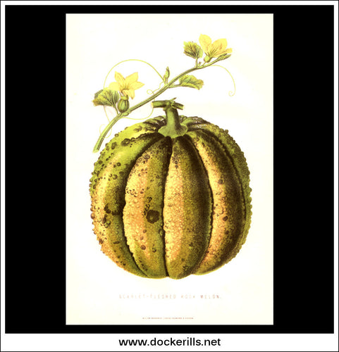 Scarlet Fleshed Melon. Antique Print, Chromolithograph c. 1870's.