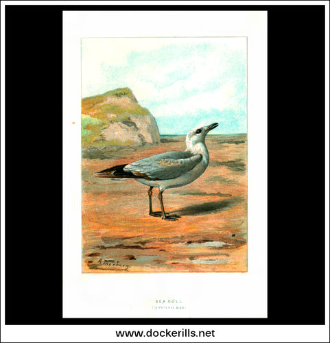 The Sea Gull. Antique Print, Chromolithograph c. 1890. A. Thorburn Bird Print.