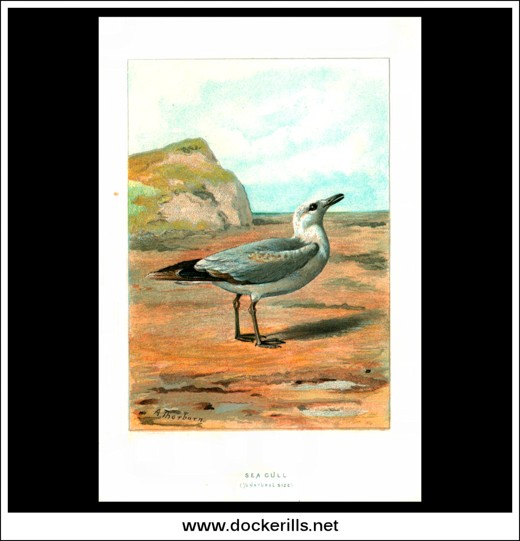 The Sea Gull. Antique Print, Chromolithograph c. 1890. A. Thorburn Bird Print.