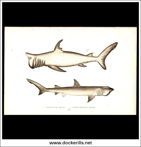 Rashleigh Shark & Broard-Headed Gazer. Antique Print, Chromoxylograph 1877. Johnathan Couch.