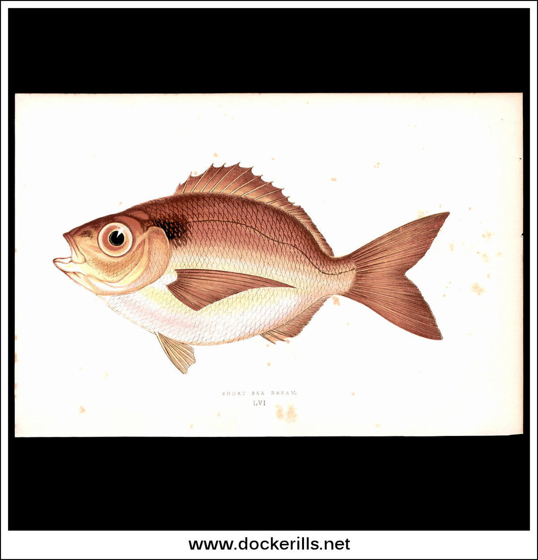 Short Sea Bream. Antique Print, Chromoxylograph 1877. Johnathan Couch.