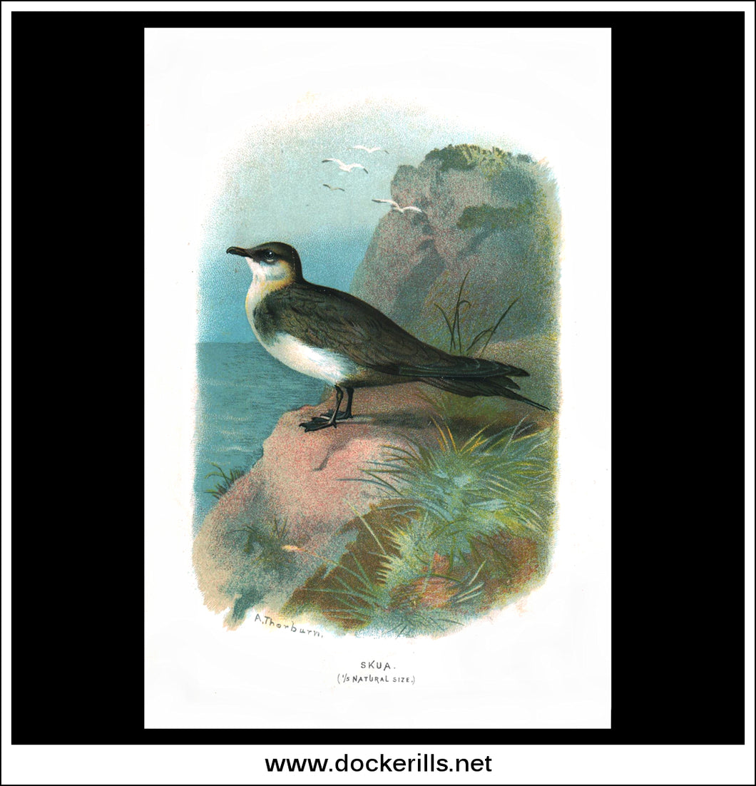 The Skua. Antique Print, Chromolithograph c. 1890. A. Thorburn Bird Print.