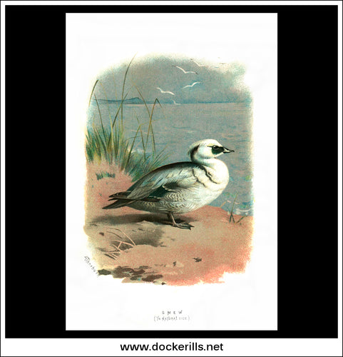 The Smew. Antique Print, Chromolithograph c. 1890. A. Thorburn Bird Print.