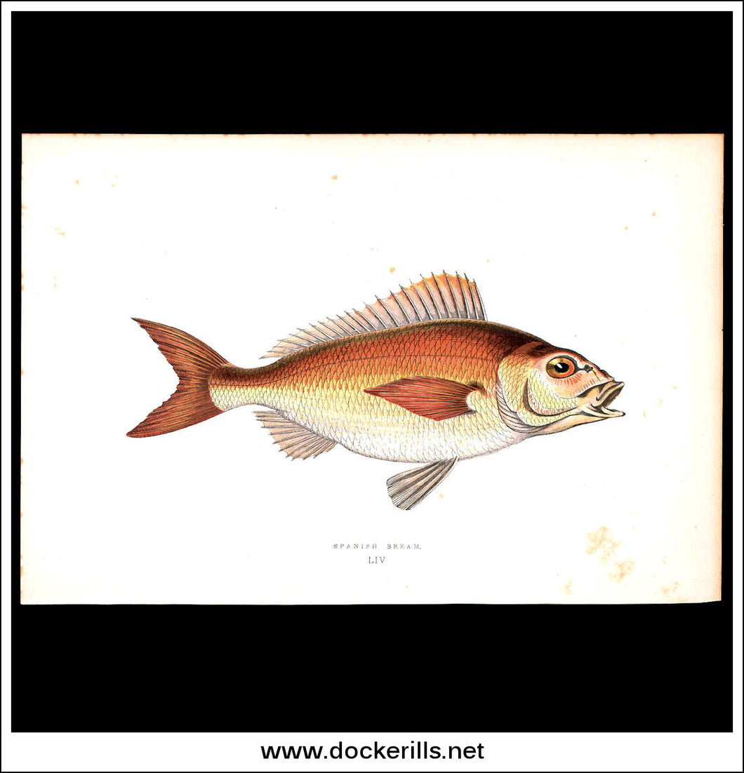 Spanish Bream. Antique Print, Chromoxylograph 1877. Johnathan Couch.