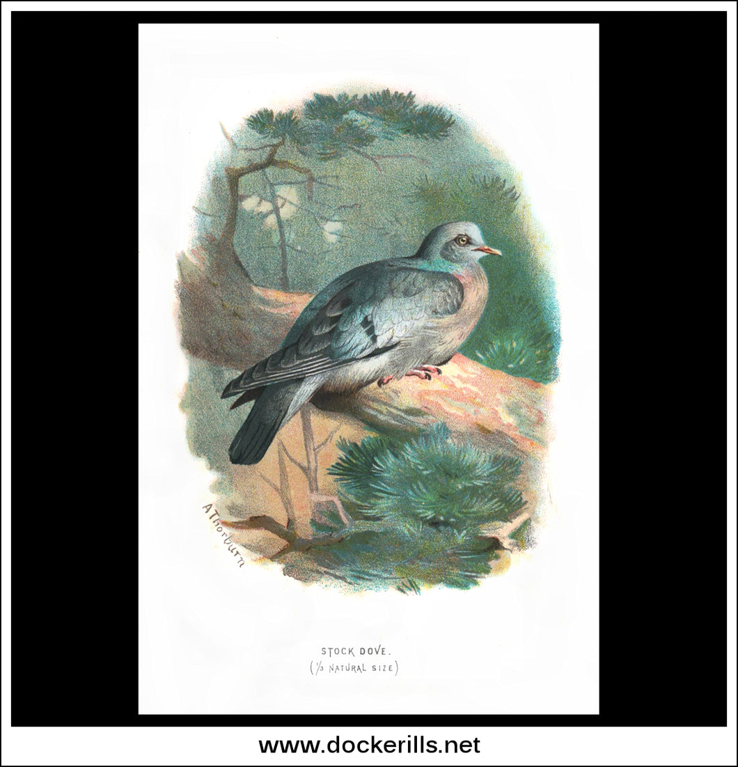 The Stock Dove. Antique Print, Chromolithograph c. 1890. A. Thorburn Bird Print.