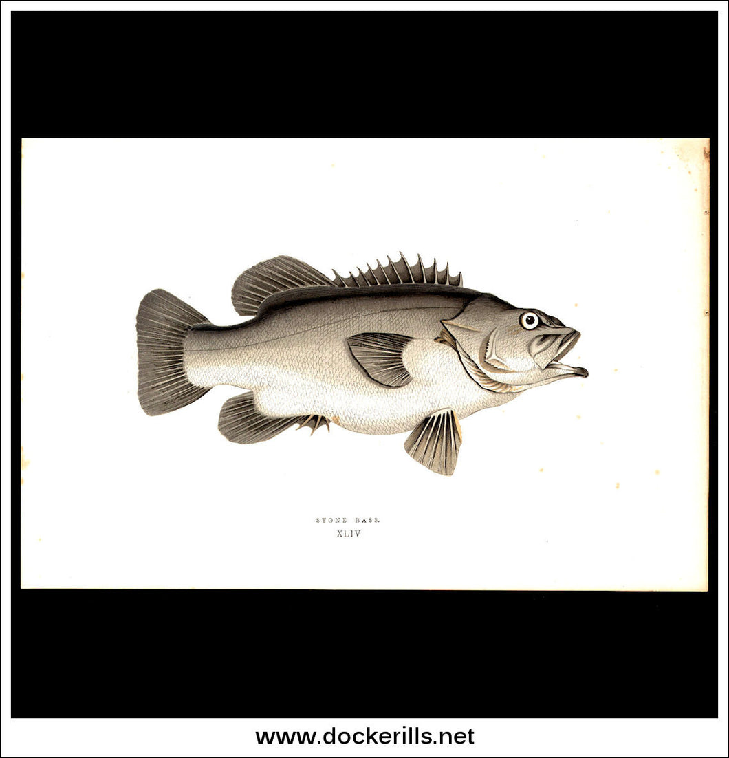 Sone Bass. Antique Print, Chromoxylograph 1877. Johnathan Couch.