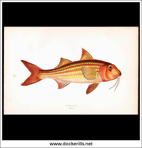 Surmullet. Antique Print, Chromoxylograph 1877. Johnathan Couch.