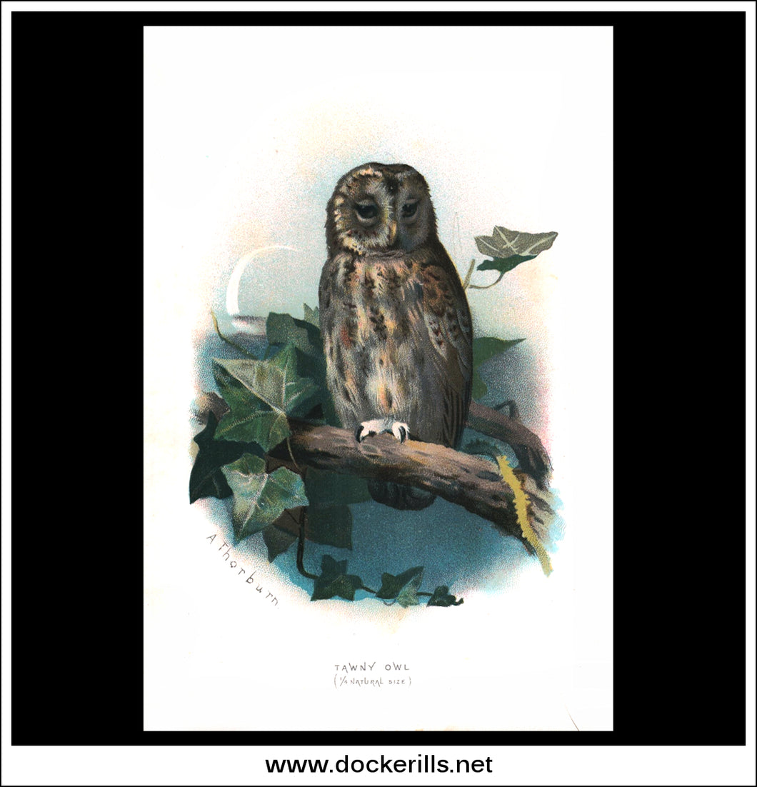 The Tawny Owl. Antique Print, Chromolithograph c. 1890. A. Thorburn Bird Print.