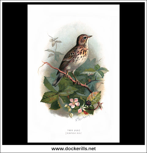 The Tree Pipit. Antique Print, Chromolithograph c. 1890. A. Thorburn Bird Print.