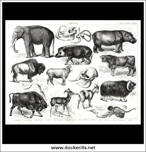 Ungulata. Antique Print, Lithograph c. 1880.