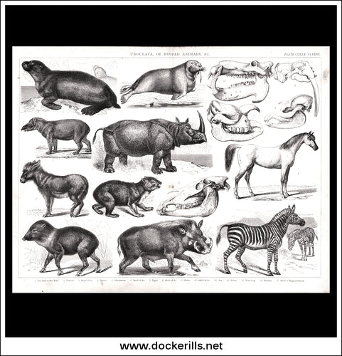 Ungulata, Or Hoofed Animals & c. Antique Print, Lithograph c. 1880.