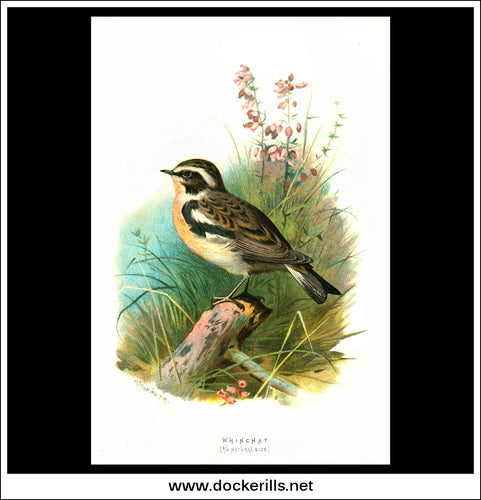 The Whinchat. Antique Print, Chromolithograph c. 1890. A. Thorburn Bird Print.