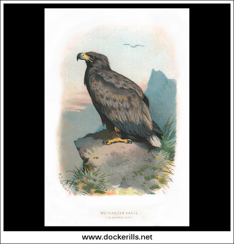 White-Tailed Eagle. Antique Print, Chromolithograph c. 1890. A. Thorburn Bird Print.