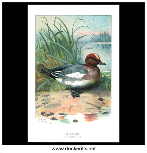 The Widgeon. Antique Print, Chromolithograph c. 1890. A. Thorburn Bird Print.